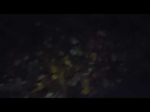 Day 344 year 6 (2180) - Leaves