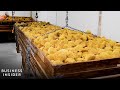 How America's Largest Natural Sponge Processor Cleans 1 Million Sponges A Year | Business Insider