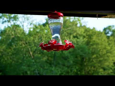HUMMING BIRDS FEEDING