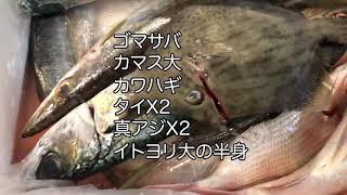 【素人】タイを捌くみたいですよ　3枚おろしー皮を引くまで　タイの捌き方