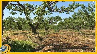 Կարկուտը 2 ժամում քարուքանդ է արել այգիները, փչացրել բերքը