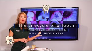 The Lifecycle of a Tooth