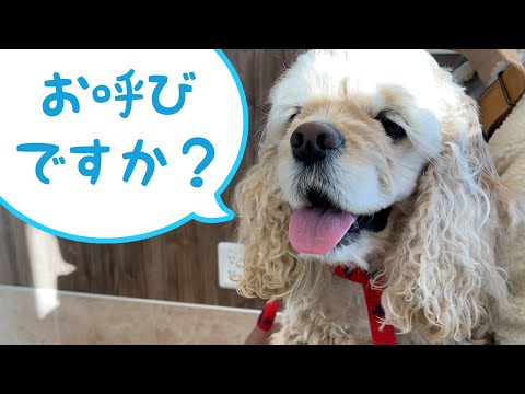 コッカー犬の名前