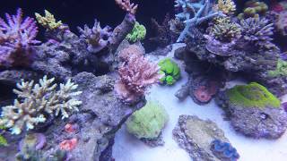 666 l mixed reef tank - film under the water - 4 02 2018