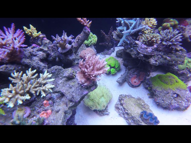 666 l mixed reef tank - film under the water - 4 02 2018