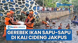 Ratusan Ikan Sapu-sapu Ditangkap di Jakpus, Petugas Turun ke Kali Cideng demi Selamatkan Sungai