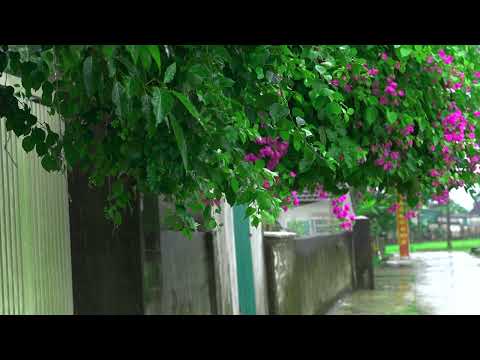 Rain sounds for sleeping on a rainy flower bed, quickly relieves insomnia, comfortable lullabies