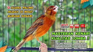 Download lagu Kenari GACOR NGEREK‼️ Masteran Kenari PAUD dan Pancingan Kenari MACET BUNYI dan Betina NGIWIR - 267 mp3