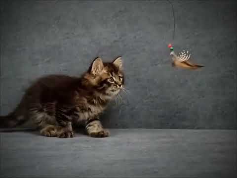 Выпускник питомника Тавалога: Nikola of Tavaloga, Male  SIBn22