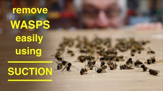 How To Remove Wasps Easily ● Using Suction ( without getting stung once ! )