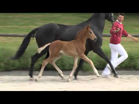 KN 09 HF v. Charmeur - Quaterback