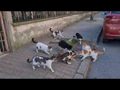 8 Male Cats chasing the Female Cat want to have the female cat by force