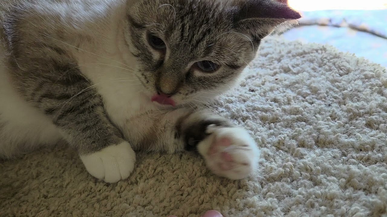 KATIE, a ADOPTABLE Siamese in Gurnee, IL video 5/5