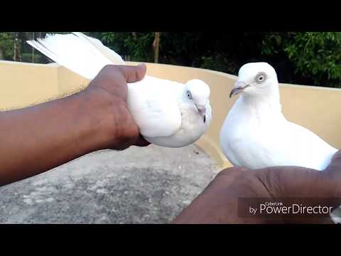 pure white pigeons/kabootar by Raza Photography & Technical Video