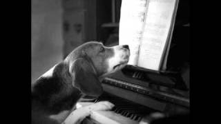 Frédéric Chopin :  La valse du petit chien