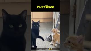 何をされても結局かわいい猫まとめ