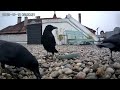 Best of Hood Life - Why I love Crows 