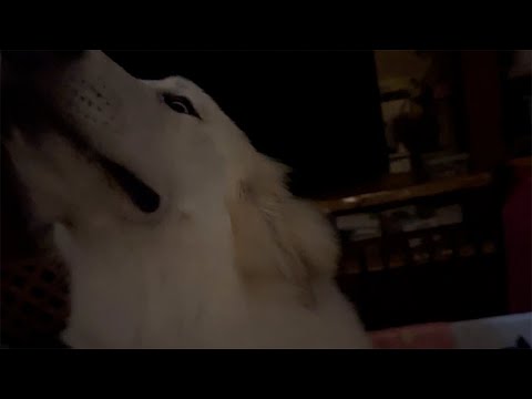 【ルンルンの裏庭】夜中に目が覚めてしまいドタバタしていたリリー