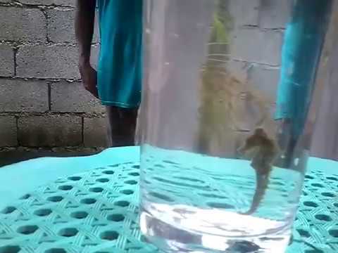 Small Sea Horse in Philippines 2016