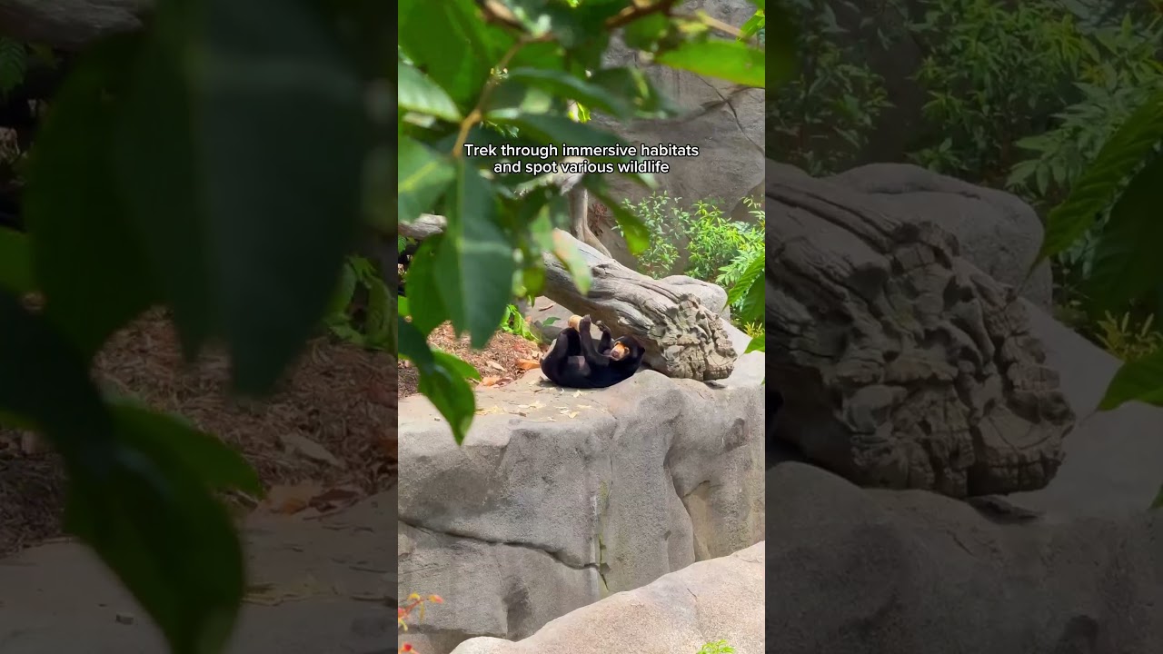 YouTube Short thumbnail