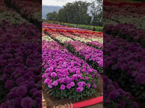 Dahlia display that will blow your mind #trending #dahlias #flowers