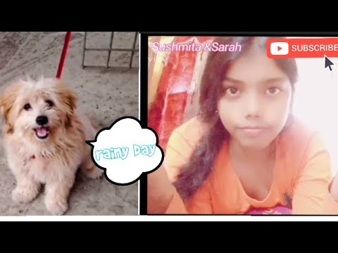A rainy day in Lhasa Apso life|Sushmita &Sarah