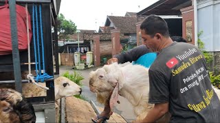 Download lagu DEPARTURE OF JUMBO GOATS ORDERED FROM THE BOSS OF BOGOR mp3