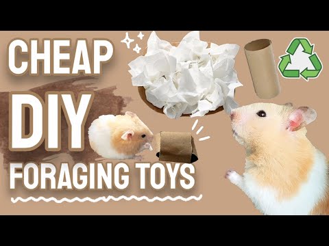 Cheap Easy DIY Foraging Toys to Keep your Hamster Busy! PT.1 🐹🌿