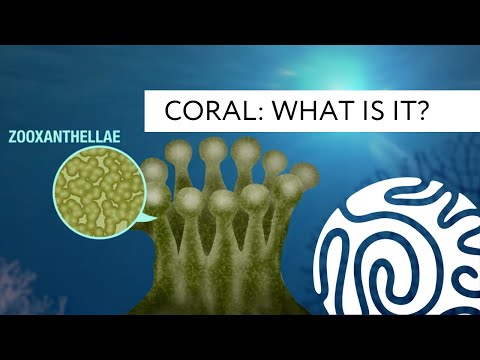 Watching a coral reef die as climate change devastates one of the most pristine tropical island areas on Earth