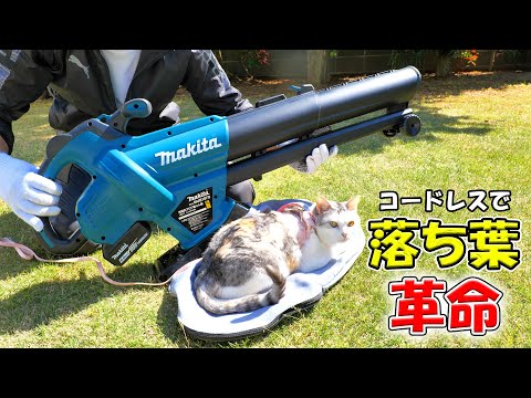 枯れ葉を集める: その理由と方法のすべて!  庭園