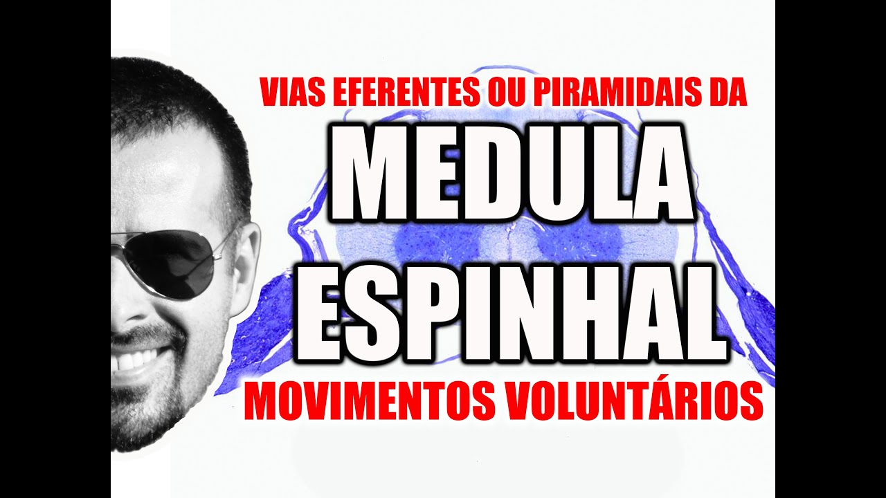 Medula Espinal: Vias Eferentes, Descendentes ou Piramidais - Sistema Nervoso - VideoAula 093