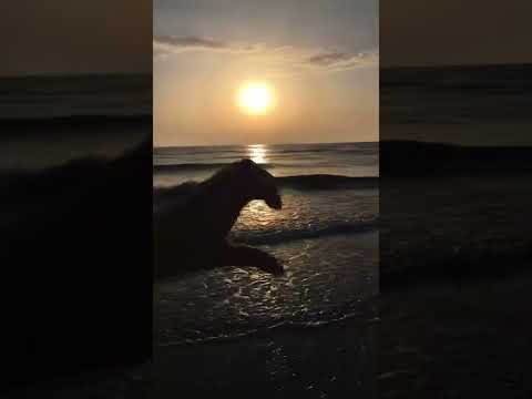 Nimsay feat Toy Toy T-Rex - Better (Slowed + Reverb)