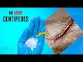 How To Get Rid Of Centipedes Get Rid Of House Centipedes In Apartment Effective