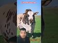 Beautiful Bull Guru Tiktok Guru Tiktok Cow Videos For YouTube Shorts Shots Fyp Cow