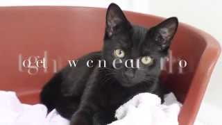 The Oxfordshire Animal Sanctuary Charity [Please Watch & Share]