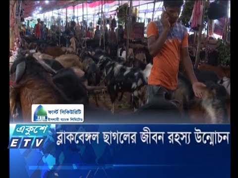 ব্ল্যাকবেঙ্গল ছাগলের জীবন রহস্য উদ্মোচন