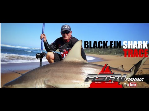 Black Fin Shark Trace | ASFN Baits & Traces