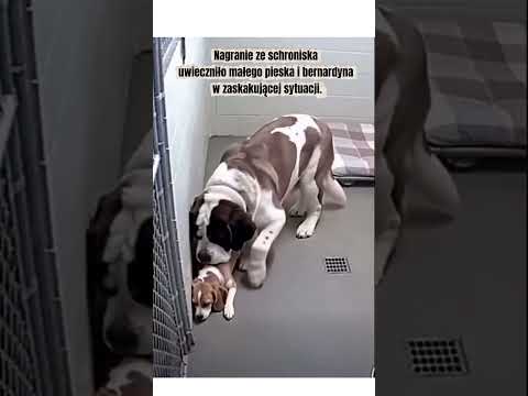 Zaskakujący moment w schronisku dla psów‼️