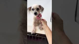 Video preview image #1 Maltese-Unknown Mix Puppy For Sale in Benton, LA, USA