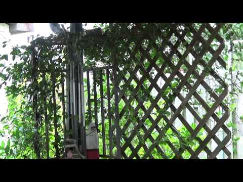 The Doves Come Home To Roost