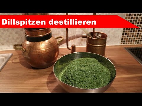 🌷 Dille destillieren 🌻 - grüne Pflanzenspitzen - ätherisches Öl selber machen - diSTILLed