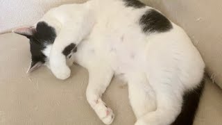 まぶしいうめ