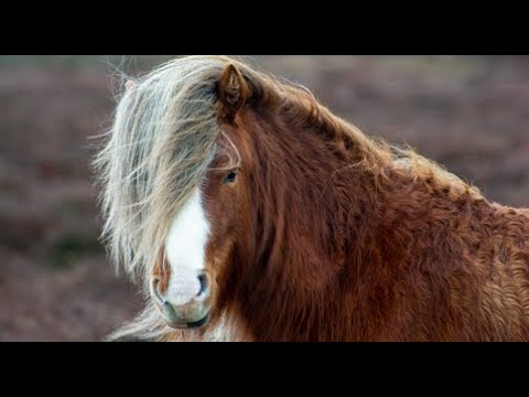 DOCUMENTARIO ANTIGO- cavalo selvagem africano ,Vida Selvagem , Reino Animal , Animais Selvagens
