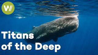 Sperm Whales – Titans of the Deep | Wildlife Documentary