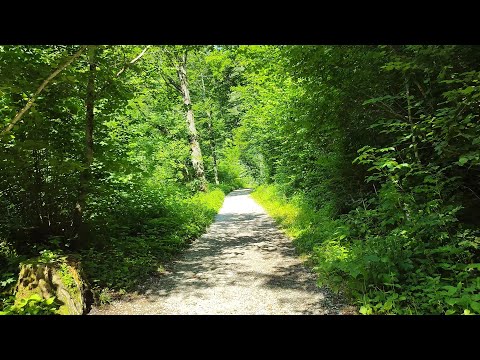 Forest Walk on a Sunny Day Summer 2021 4K