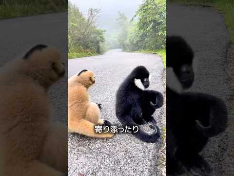 人懐っこいテナガザル