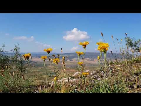 Tormentas y flores desbocadas. Sur de Cantabria.