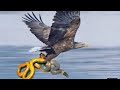 Eagle Fights A Snake Nature Documentary Wildlife Documentary Wildlife Nature
