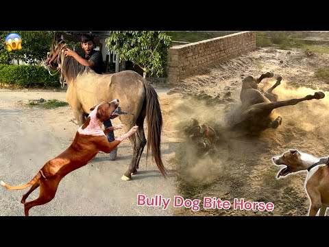 BULLY DOG BADSHAH NEW HORSE🐎 ON DHAVA BOL DIYA 😨