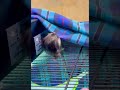 Play with my marmoset so happy. #reels #short #viral #shortvideo #viralvideo #monkey #marmosets